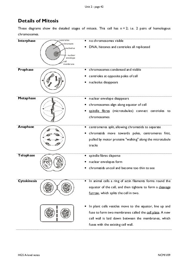 37 Mitosis Meiosis Worksheet, Mitosis Meiosis Worksheet Plustheapp