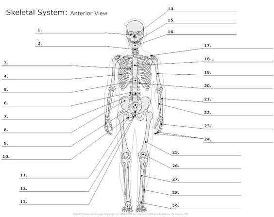 50 Best Of Blank Anatomy Worksheets