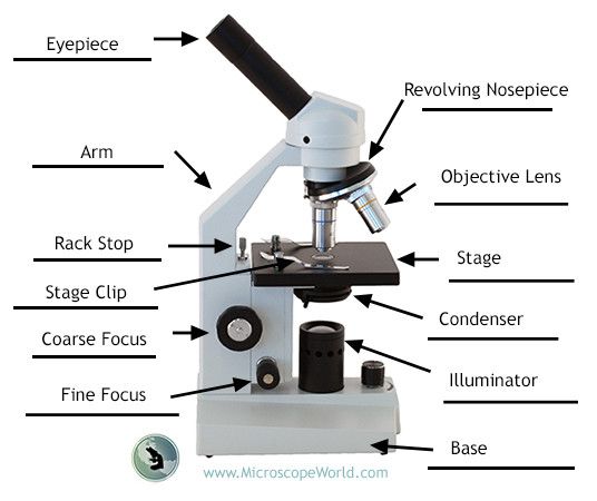 53 Best Science Activities With Microscopes Images On Free Worksheets Samples