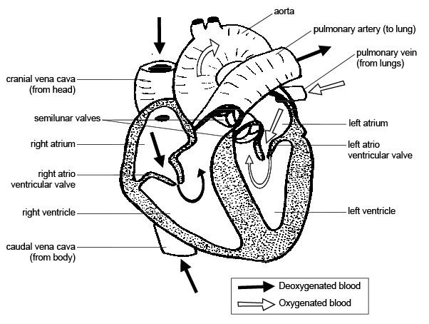 Anatomy And Physiology Of Animals Cardiovascular System The Heart