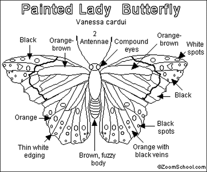 Anatomy Of A Butterfly Worksheet The Emilyann Theatre Gardens