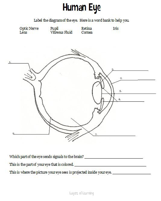 Anatomy Of Eye Worksheet Human Eyeball Layers Learning Free
