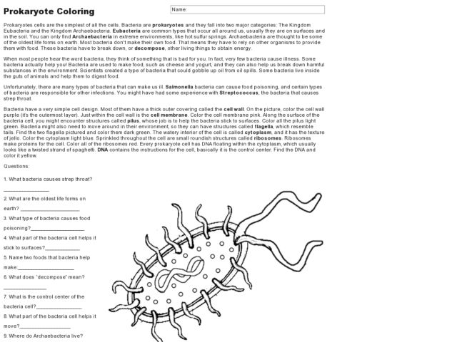 Bacteria Worksheet  Interesting Beautiful Prokaryote Coloring