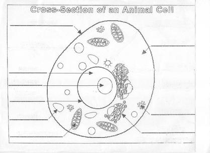 Blank Animal Cell Diagram Worksheet The Best Worksheets Image