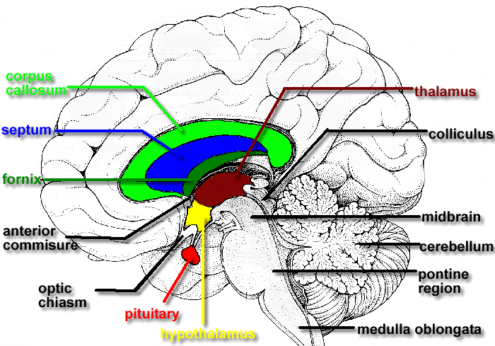 Brain Structure And Function Worksheet The Best Worksheets Image