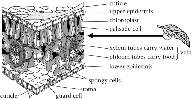 Cerebralenhancementzone