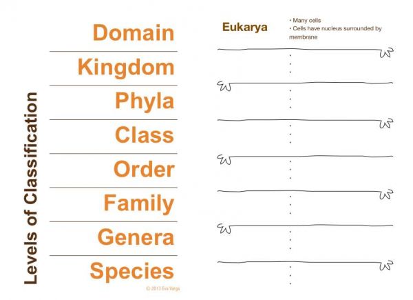 Classification And Taxonomy Worksheet The Best Worksheets Image