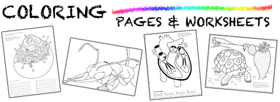 Coloring Pages And Worksheets