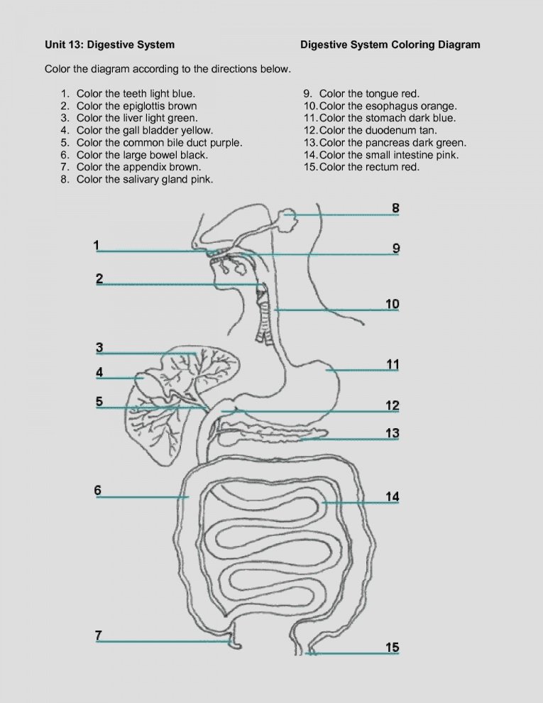 Contemporary High School Anatomy And Physiology Worksheets Image