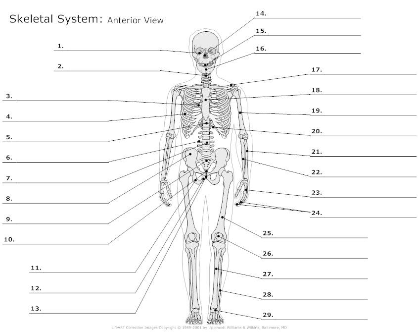 Cool Printable Anatomy Labeling Worksheets At Best Anatomy Learn