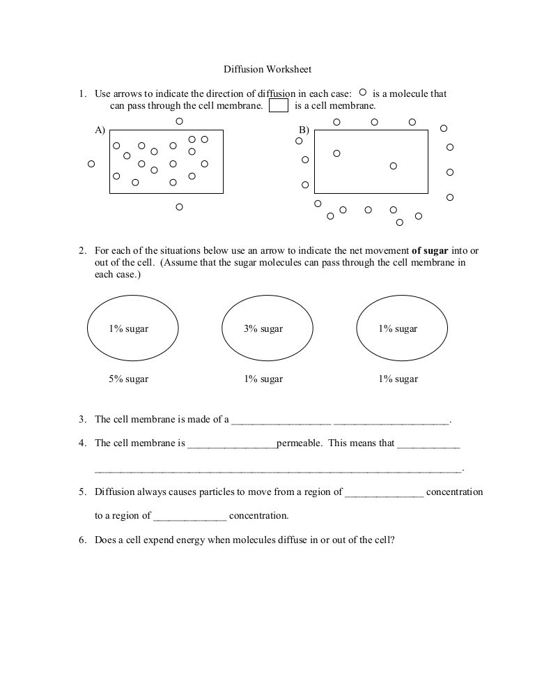 Diffusion And Osmosis Worksheet Answers