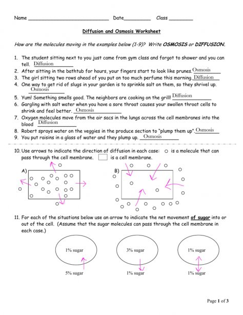 Diffusion Worksheet Answers Worksheet Template Diffusion Osmosis