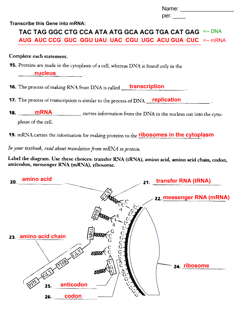 Dna Transcription And Translation Worksheet The Best Worksheets