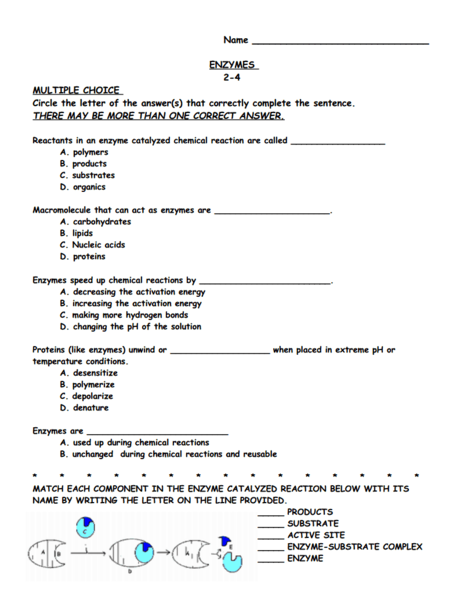 Enzyme Practice Worksheet
