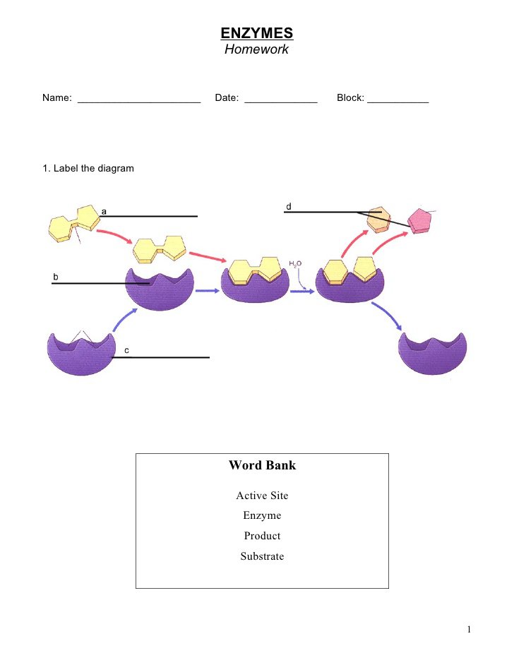 Enzyme Practice Worksheet