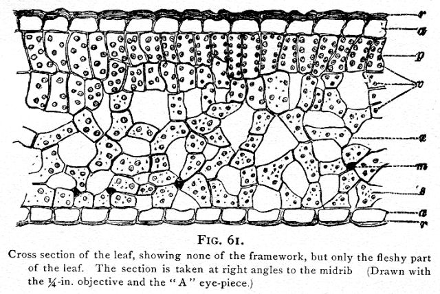 Fig  061  Cross Section Of The Leaf