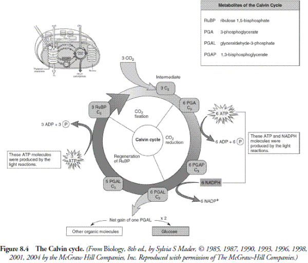 Fireworld  Phases Of Photosynthesis