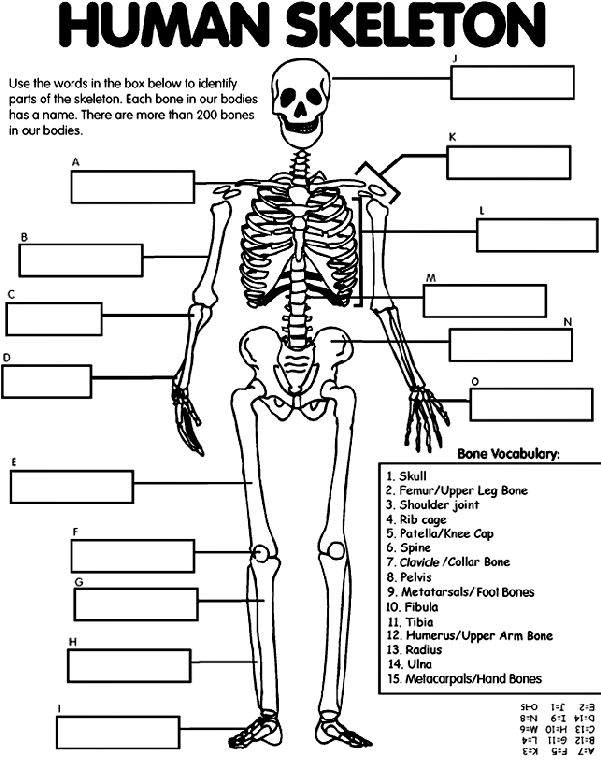Free Printable Human Anatomy Worksheets Best 25 Human Skeleton