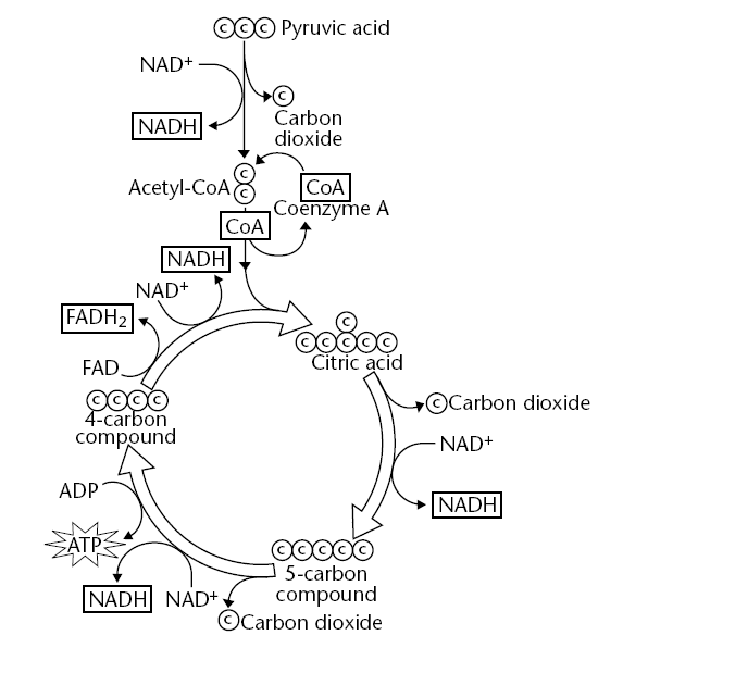 Glycolysis And Krebs Cycle Diagram