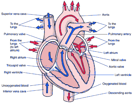 Heart Blood Flow Chart