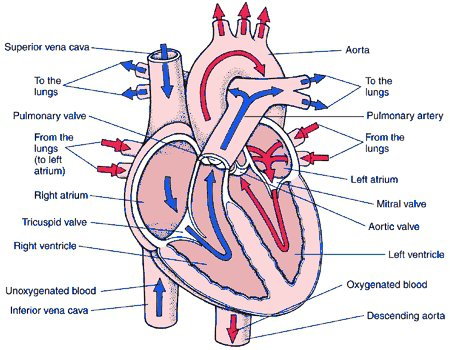 Human Heart Diagram Blood Flow