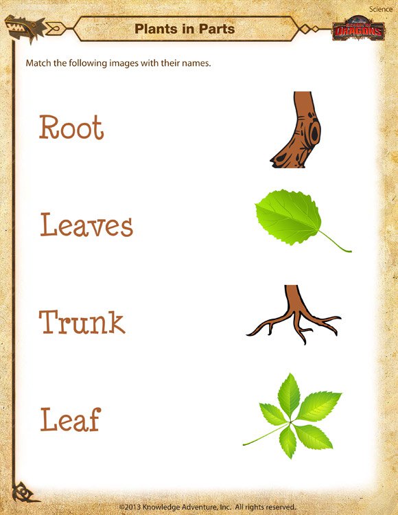 Kindergarten Science Worksheets Plants In Parts Worksheet Free