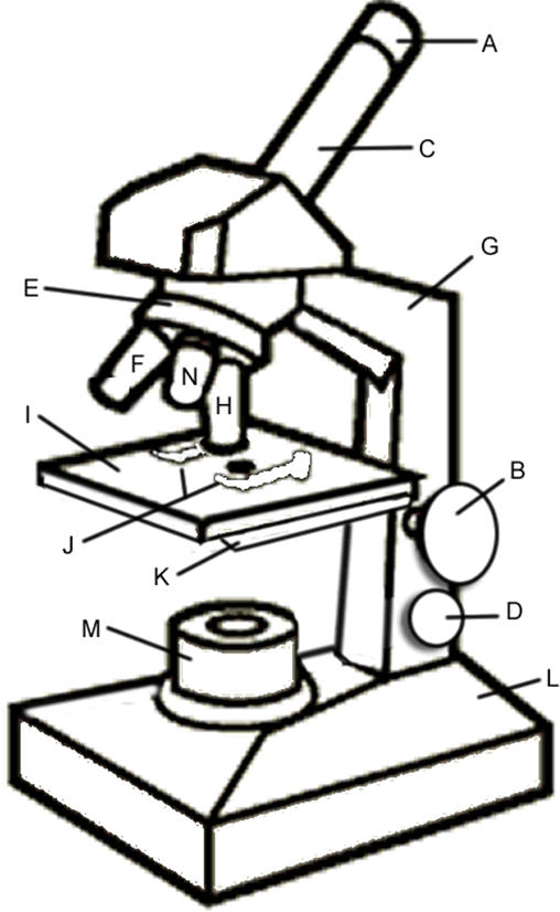Microscope Drawing Worksheet At Getdrawings Com