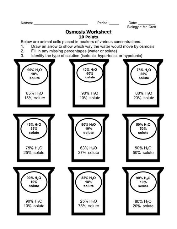 Osmosis Worksheet Diffusion And Osmosis Worksheet