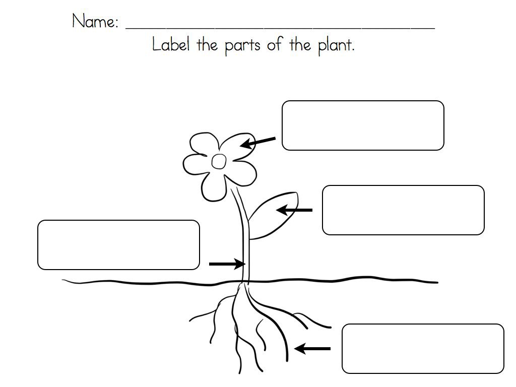 Parts Of A Plant Worksheet For Kindergarten The Best Worksheets