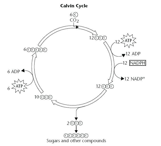 Photosynthesis Coloring Page Photosynthesis Coloring Page