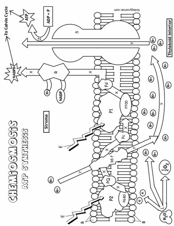 Photosynthesis Coloring Pages  2561707