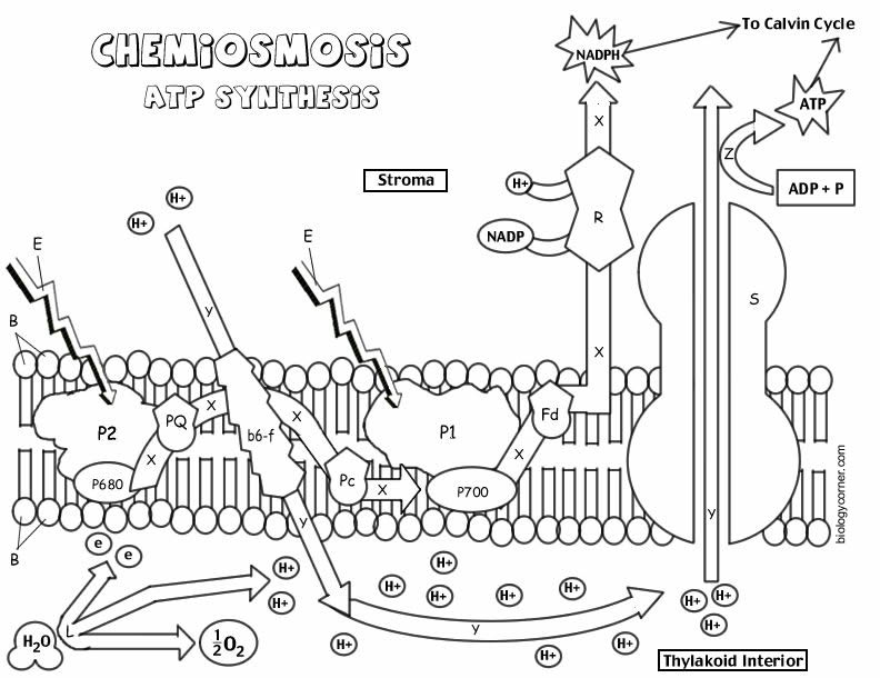 Photosynthesis Coloring Worksheet