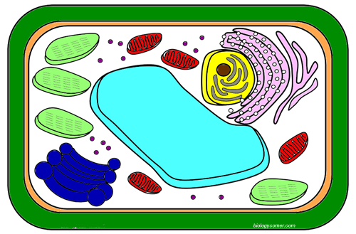 Plant Cell Coloring Sheet Answers 13747