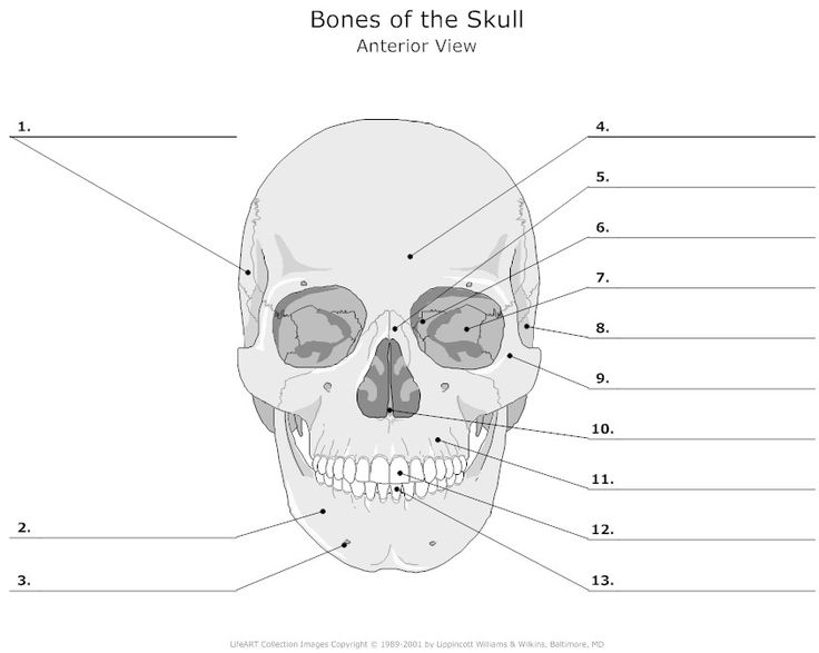 Printable Anatomy Labeling Worksheets
