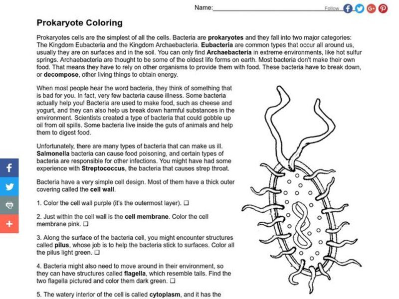 Prokaryote Coloring Sheet Answers 18656 Messiahapp Com Printable