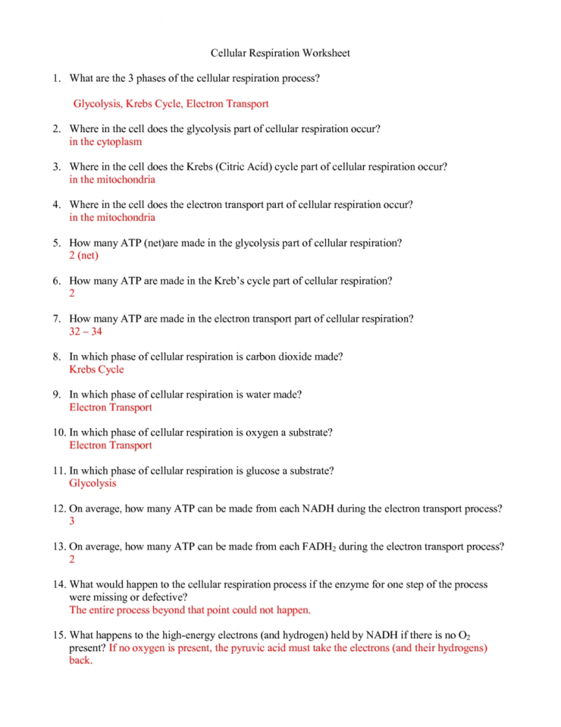 Prokaryotes Bacteria Worksheet Answers Choice Image