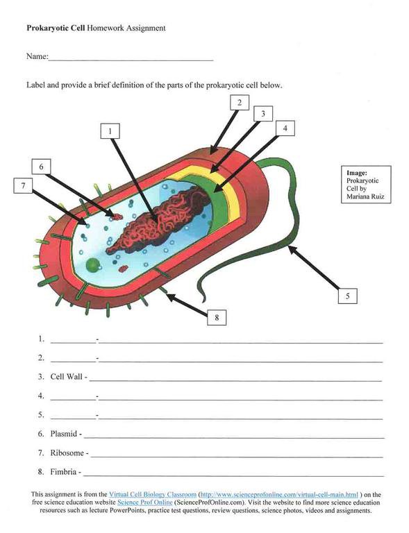 Prokaryotic Cell Diagram Gallery Prokaryotic Cellular Telephone