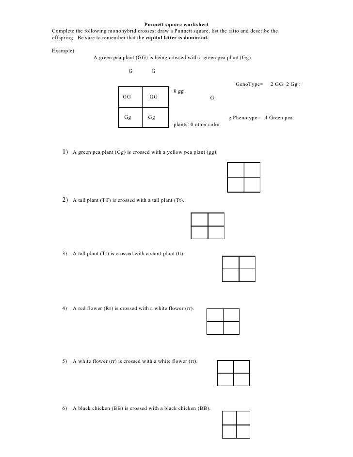 Punnett Square Practice Worksheet Answer Key Punnett Square