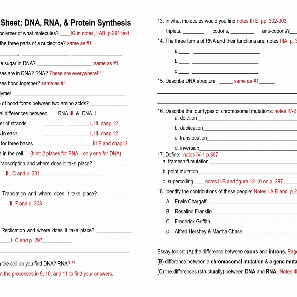 Quiz Worksheet Protein Synthesis Analogy Study Com Answer Key