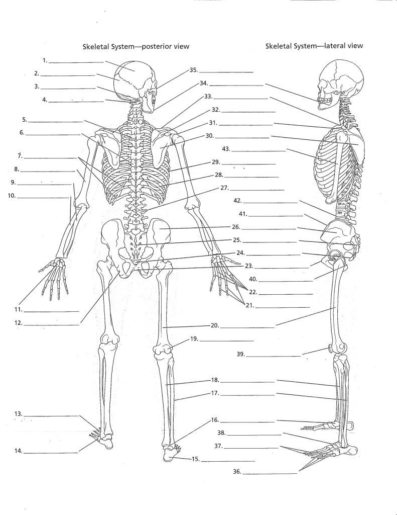 Recent Printable Anatomy Labeling Worksheets At Best Anatomy Learn