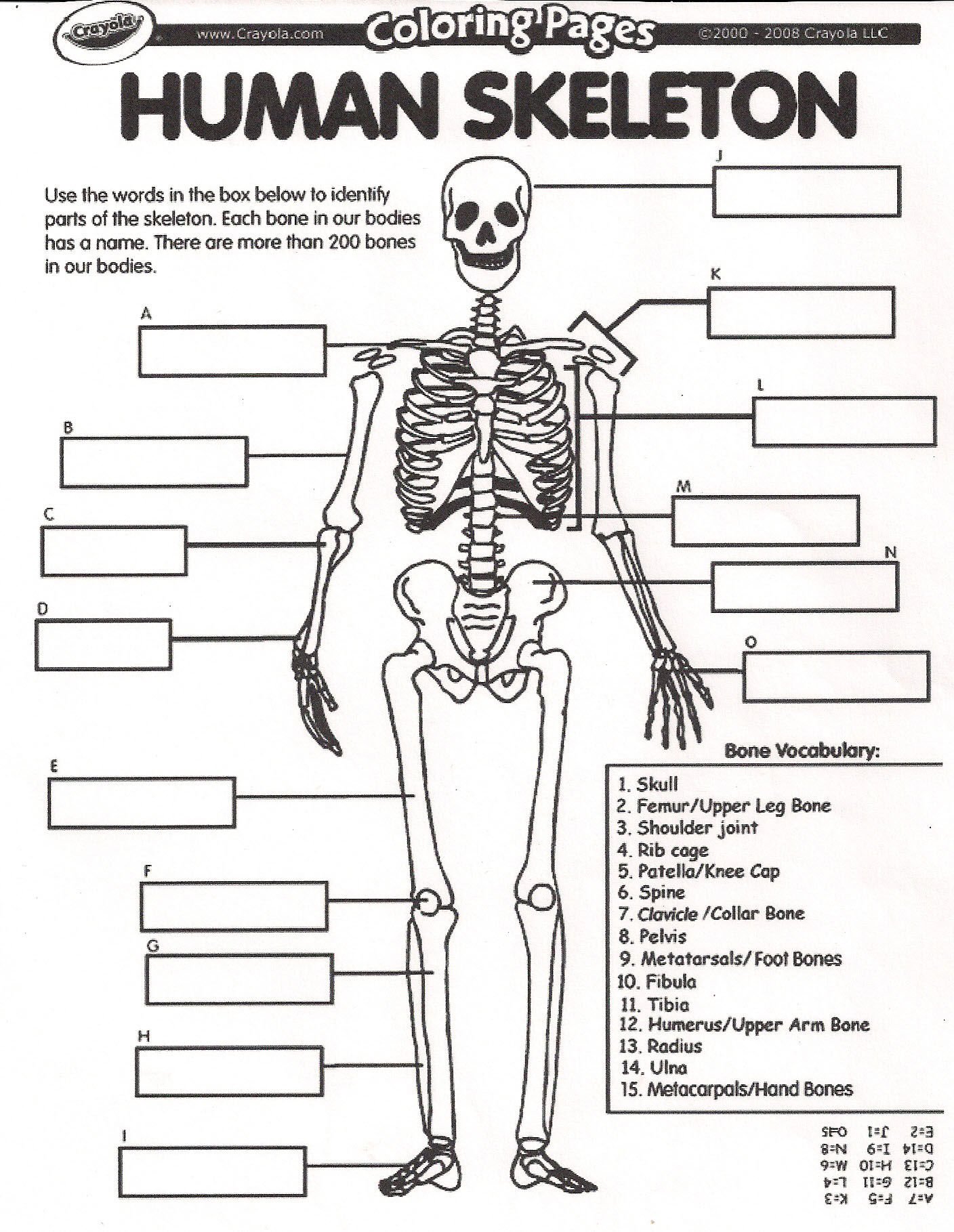Skeletal System Fill In The Blank Worksheet