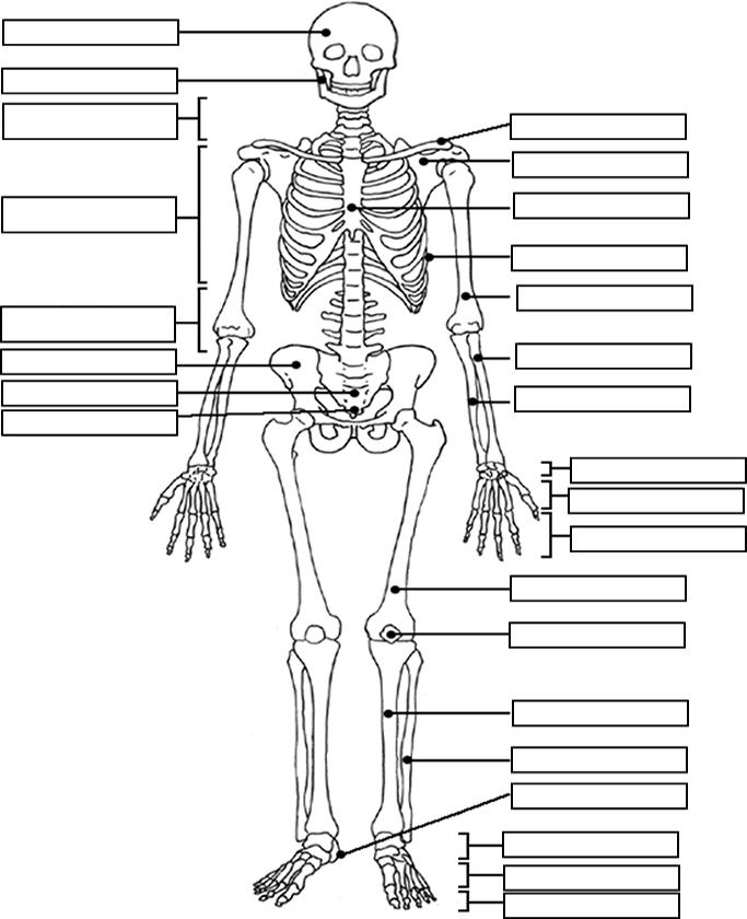 Skeleton And Circulation 3 Worksheet Edplace