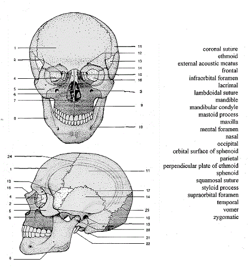 Skull Anatomy Worksheets