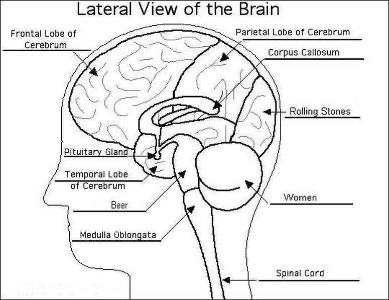 Structure Of The Brain Worksheet The Best Worksheets Image