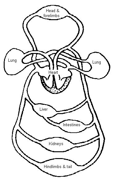 The Anatomy And Physiology Of Animals Circulatory System Worksheet