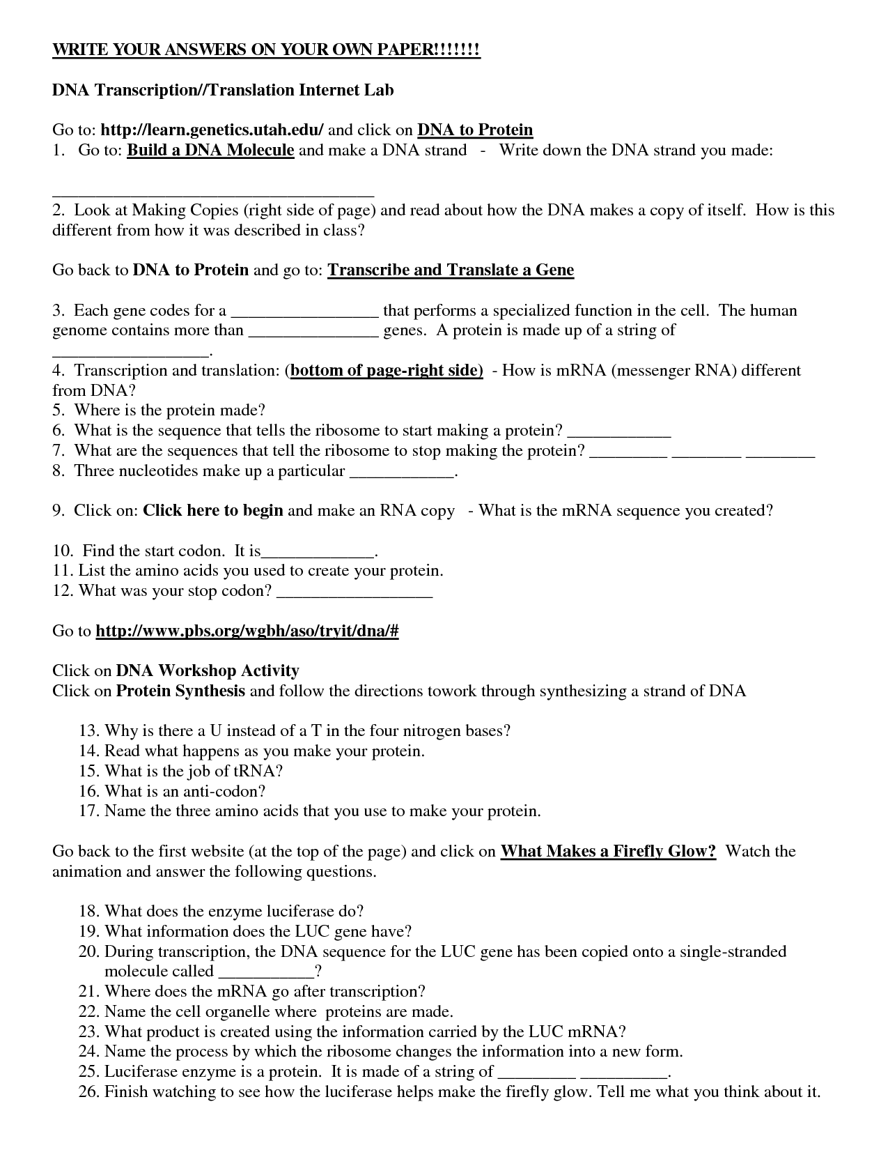 Transcription And Translation Worksheet Answers Homework