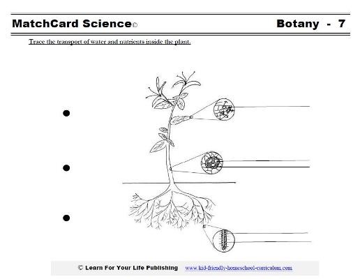 Transpiration And Translocation | Free Worksheets Samples