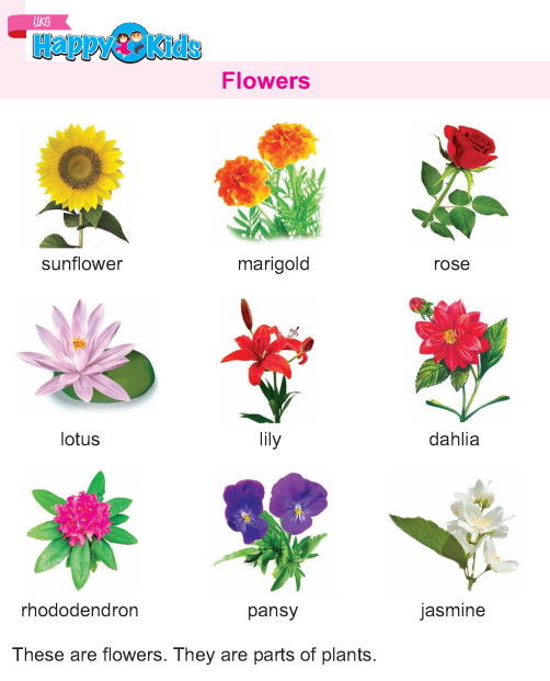 Worksheets On Flowers For Kindergarten