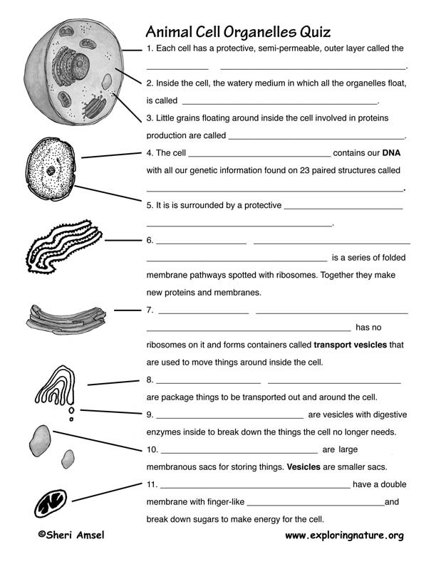 15 Best Images Of Cell Organelles 7th Grade Worksheets