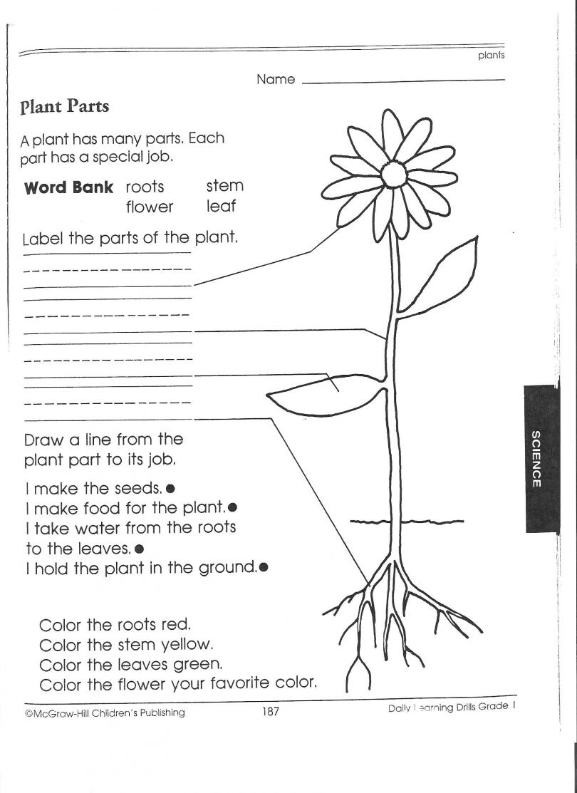 18 Best Images Of 3rd Grade Plant Worksheets